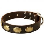 Designer Leather Boxer Collar with Oval Plates