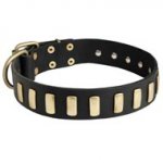 Fancy Leather Boxer Collar with Brass Plates