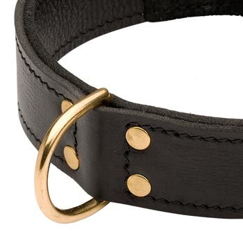 Brass D-ring Stitched to Leather Boxer Collar