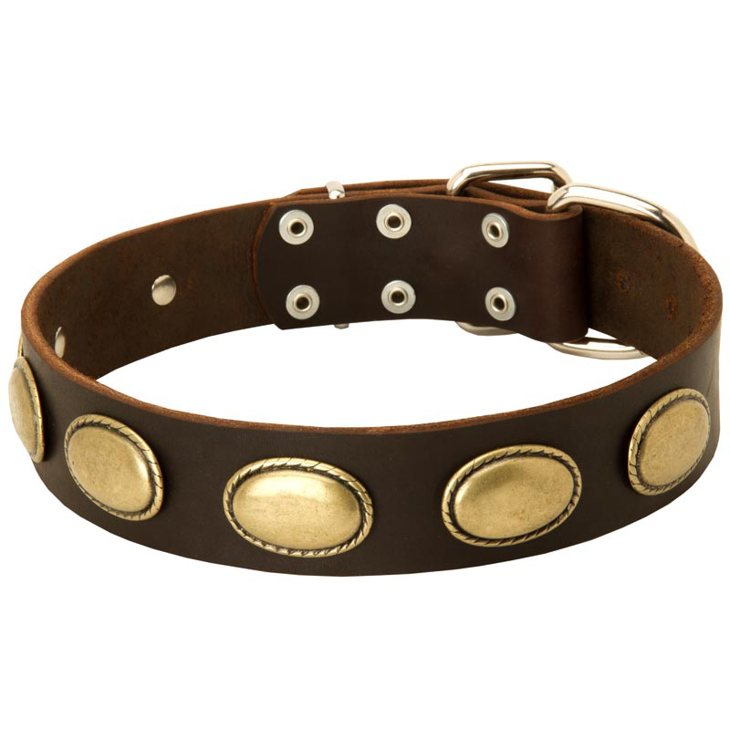 fancy leather dog collars