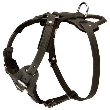 Leather Dog Harness for Boxer Off Leash Training