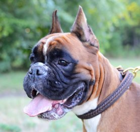 How to Choose a Dog Collar